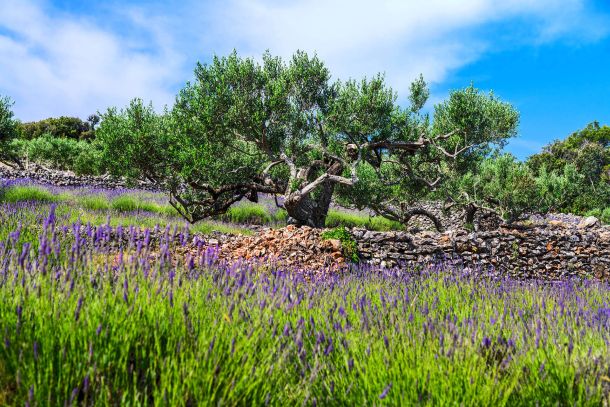 Fjori fôra hvar lavanda etericna ulja maslina