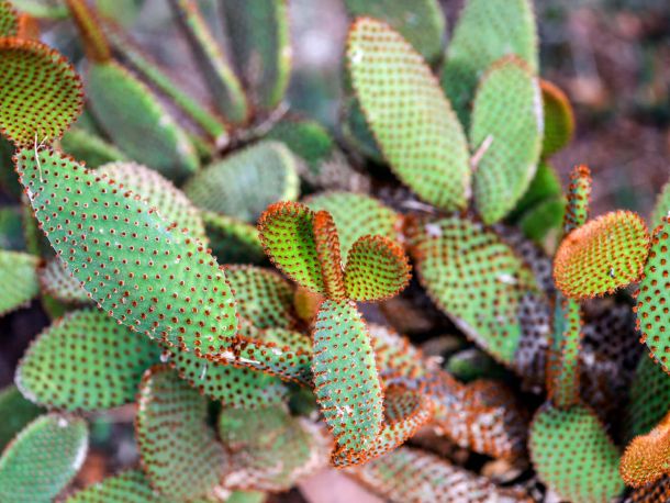 Fjori fôra vrt mediteransko bilje hvar