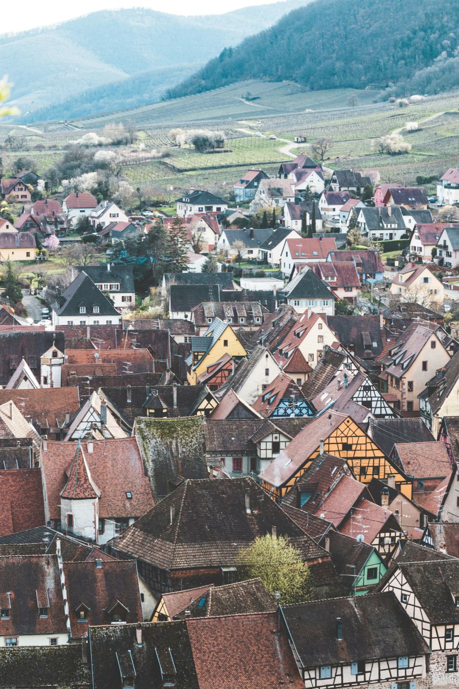 francuski grad Riquewihr vinogradi