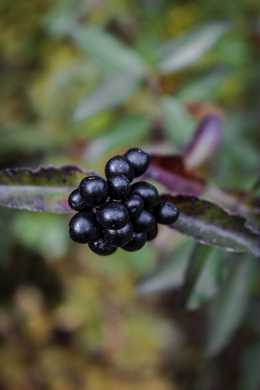 novi trenng hit napitak crna bazga black elderberry