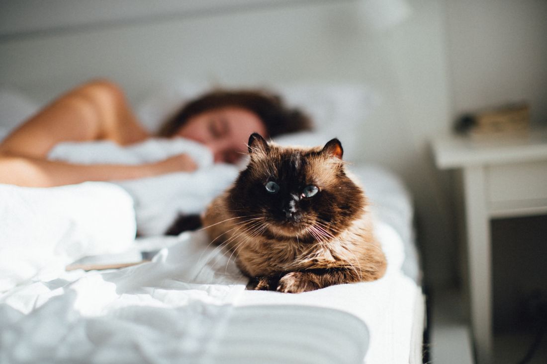 maca macka kviz o kucnim ljubimcima ljubimac zoo