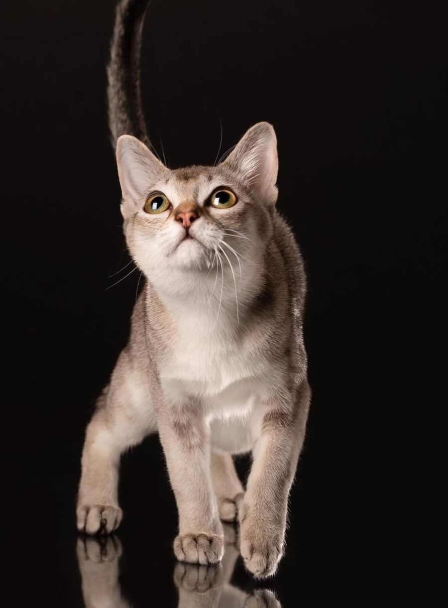 Singapura najmanja pasmina macaka na svijeu