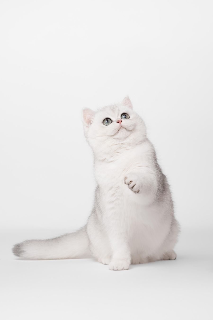 bijela maca izlozba zagreb 2025