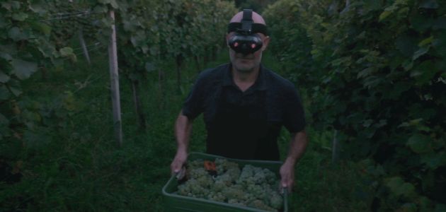 branje grozda u potunom mraku penina radgonske gorice slovenija