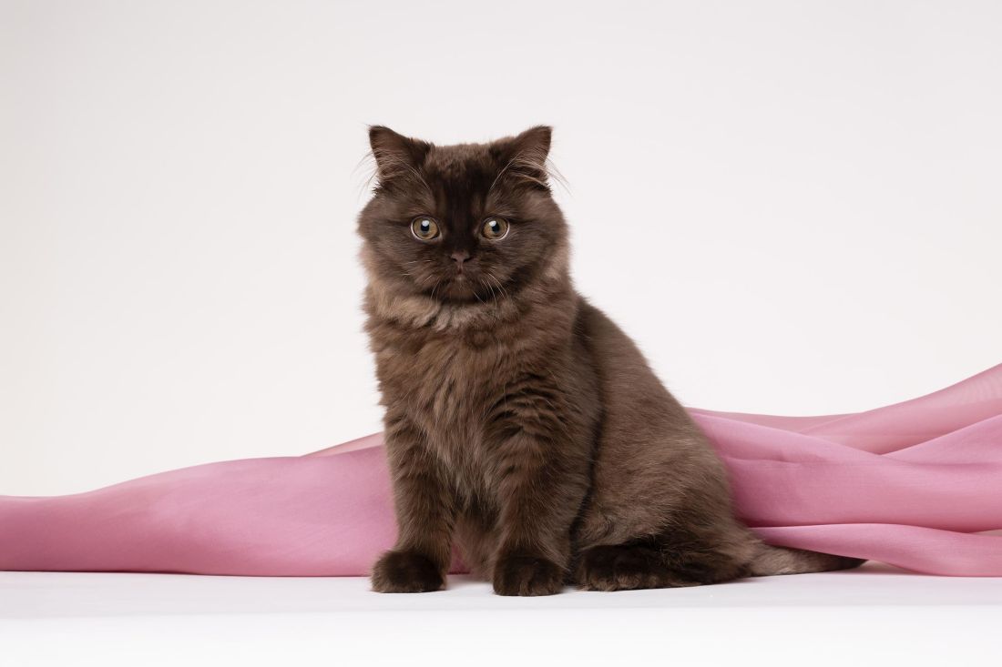 smeda maca zagreb 2025 izlozba macaka