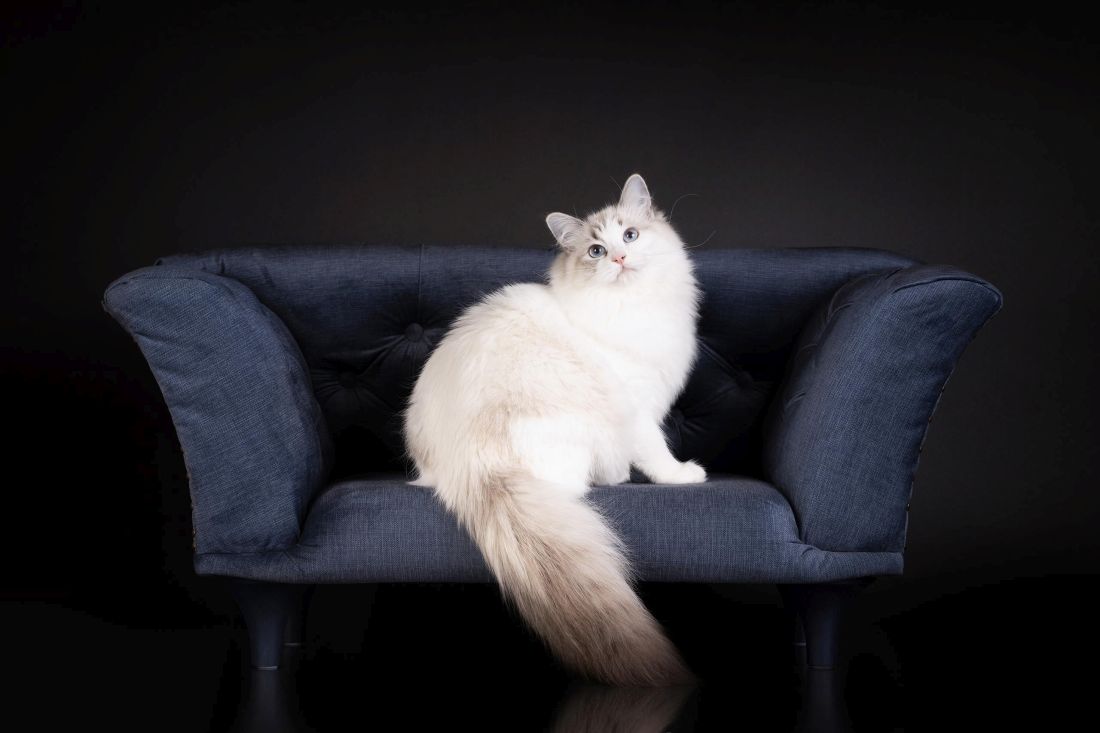 zagreb WCF Cat Olimpia 2025 kucni ljubimci mace macke