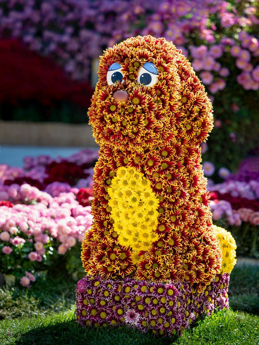Saint Helier jersey otok festival cvijeca Battle of Flowers