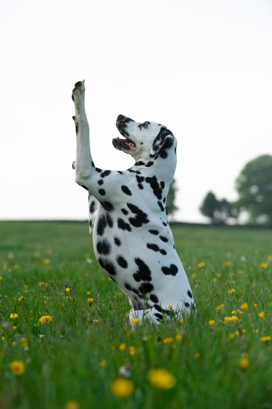 pasmina iz dalmacija pas dalmatiner