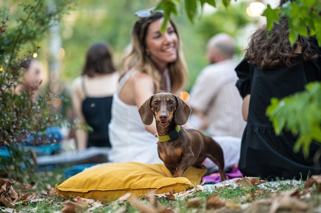 dogadanje u zagrebu piknik jazavcar