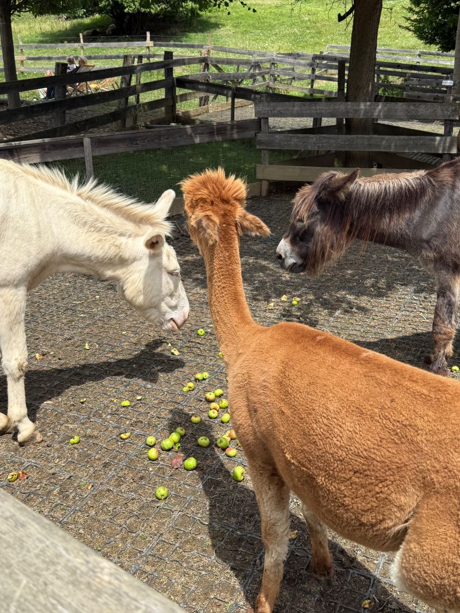 magarci ljame imanje zotter austria