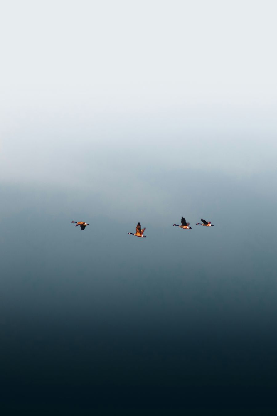 neretva ploce dalmacia birdwatching promatranje ptica
