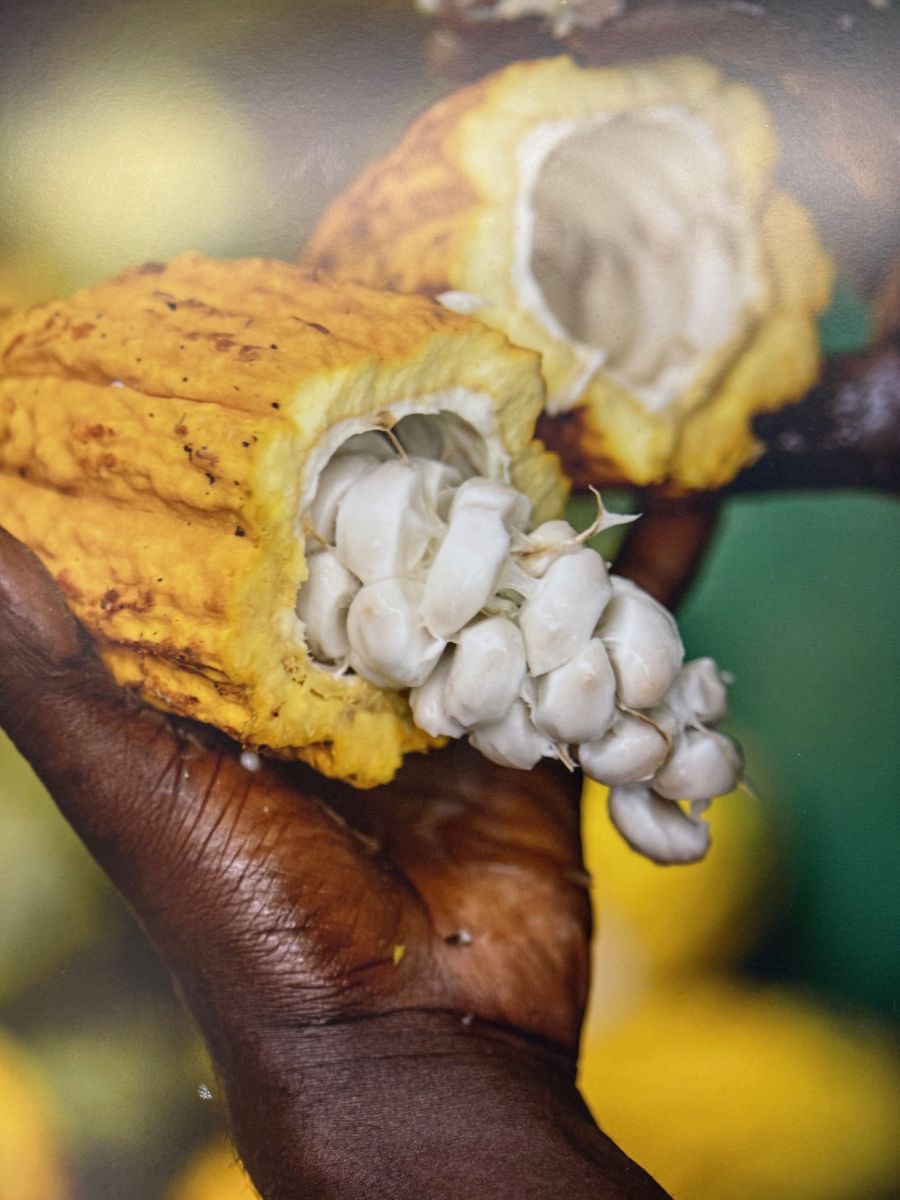 sirovi kakao zotter tvornica cokolade