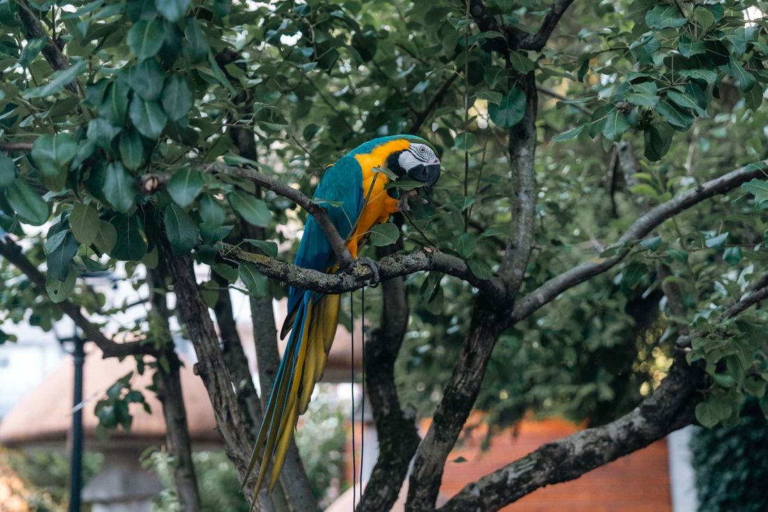 zagreb-koncert-cubismo-03