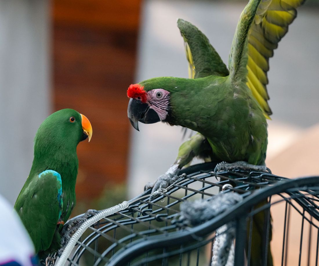 zagreb-koncert-cubismo-04