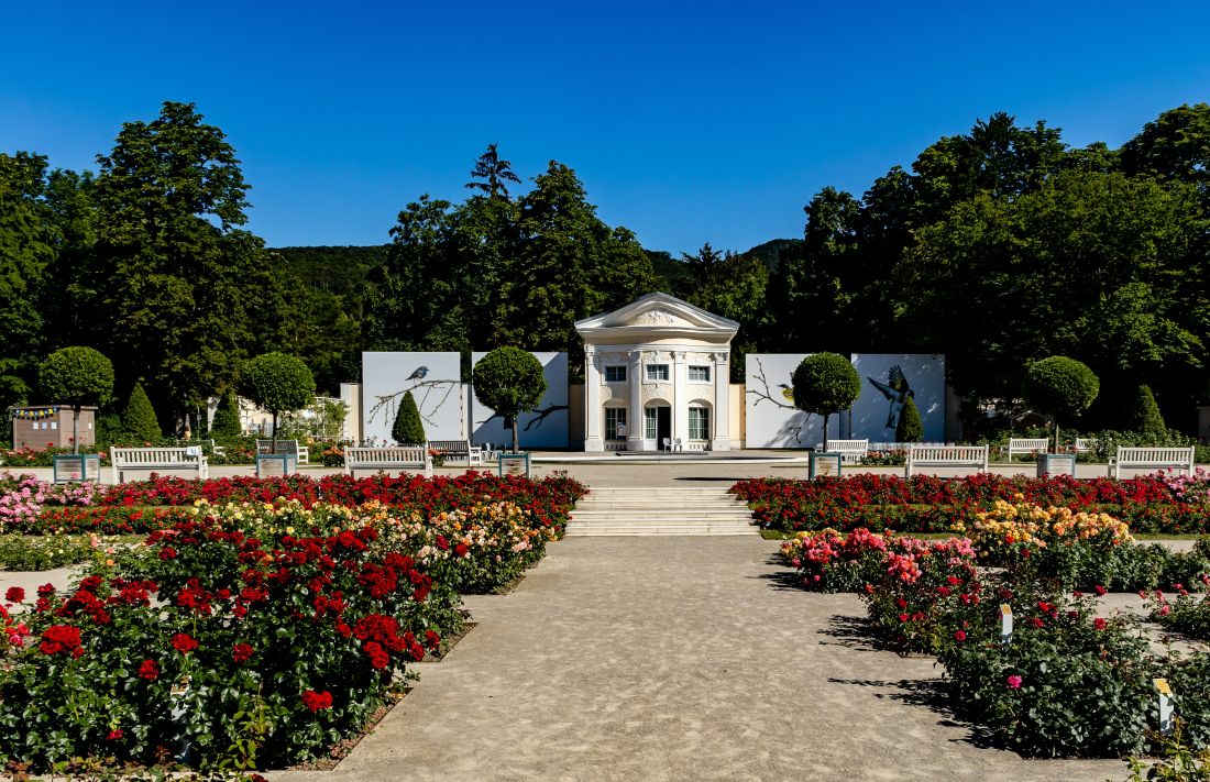 baden wiena austrija park vrt ruza ruzicnjak
