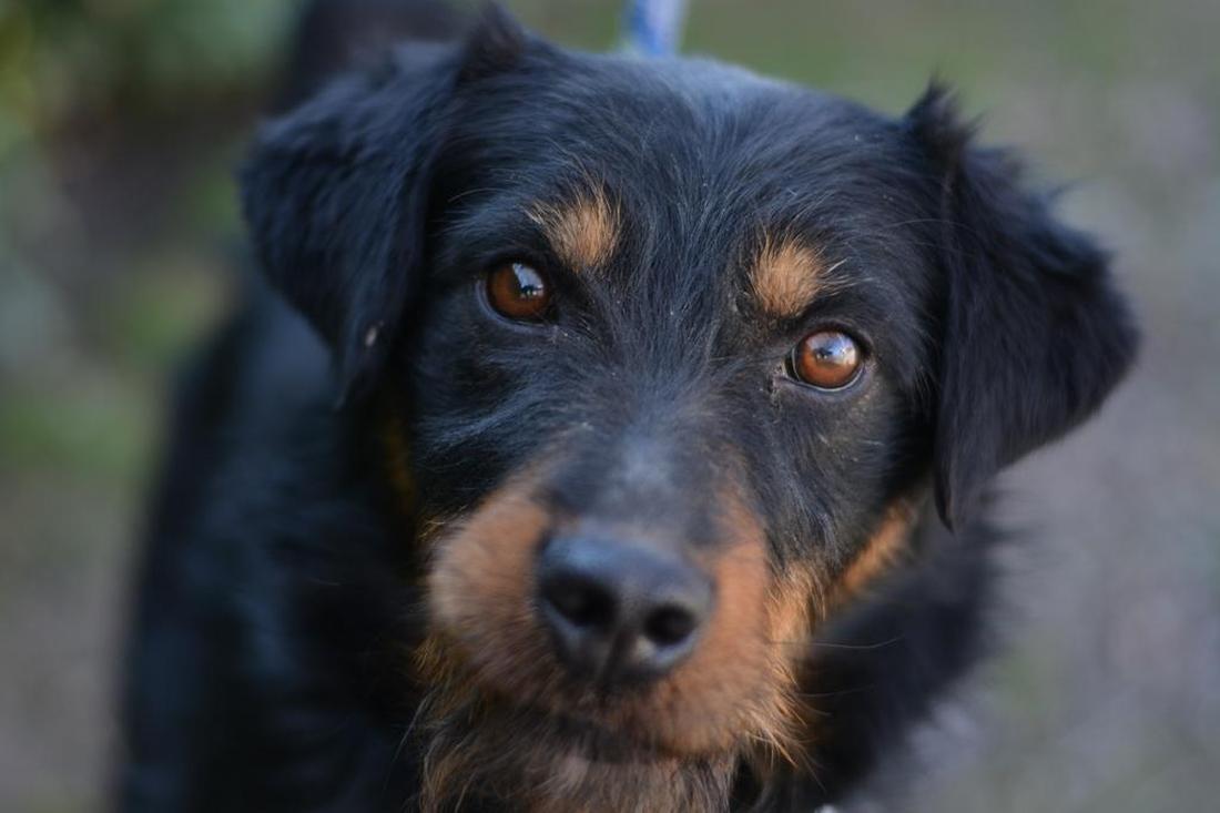 dumovec-napusteni-psi_01