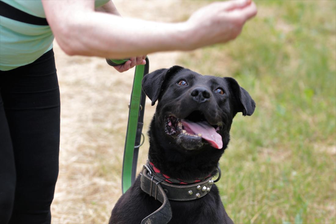 dumovec-napusteni-psi_03