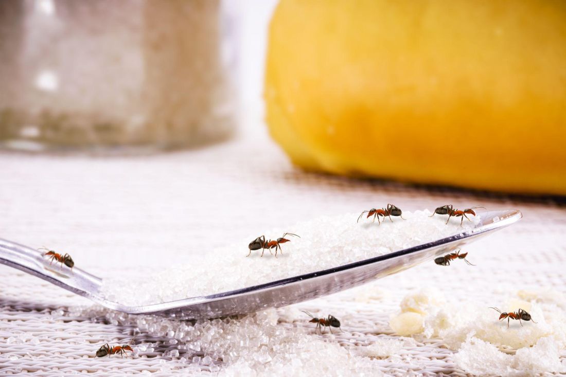 savjeti za uklanjanje mrava mravi