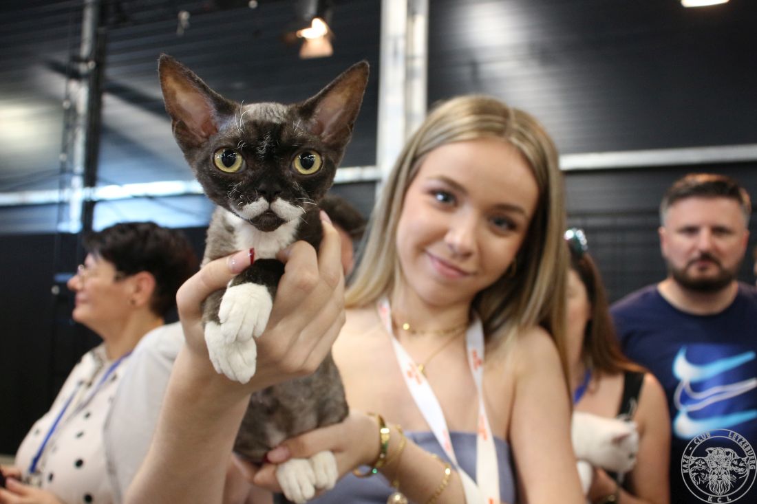 Felis Croatia izlozba macaka 2025 zagreb