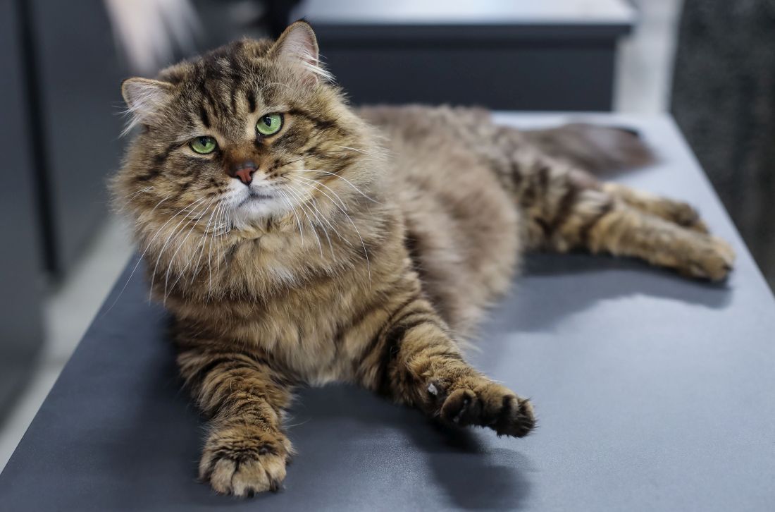 Jurica Galoi WCF Jubilee izložba maca macaka zagreb 2025