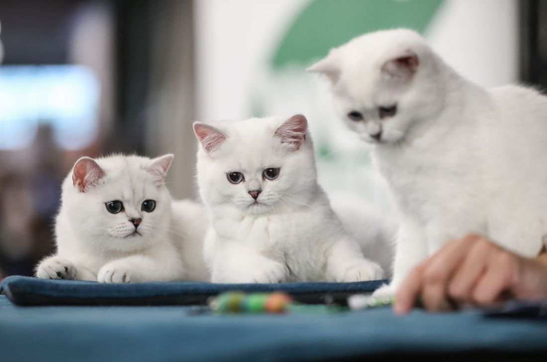 Jurica Galoic WCF Jubilee izložba macaka 2025 zagreb