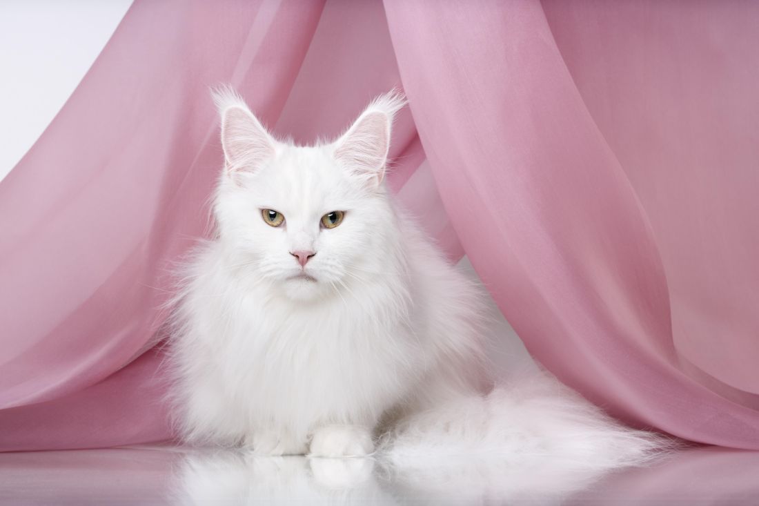 Pet Almighty izlozba macaka zagreb 2025