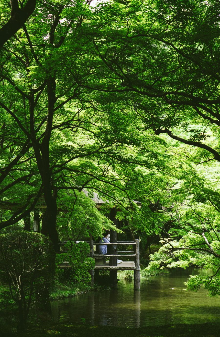 botanicki vrt japan Kyoto Botanical Garden