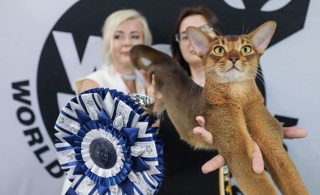 izlozba macaka zagreb 2025 Felis Croatia