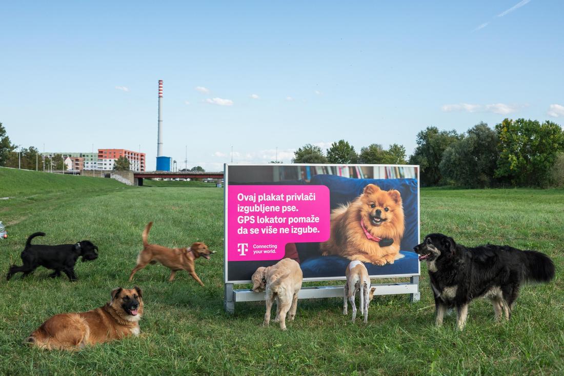 plakat-izgubljen-pas_01