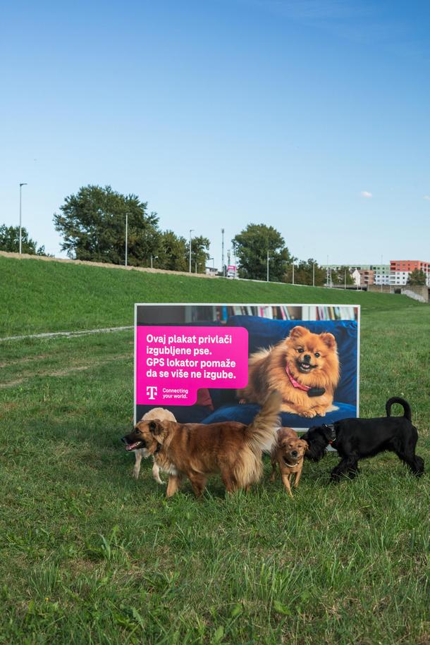 plakat-izgubljen-pas_03