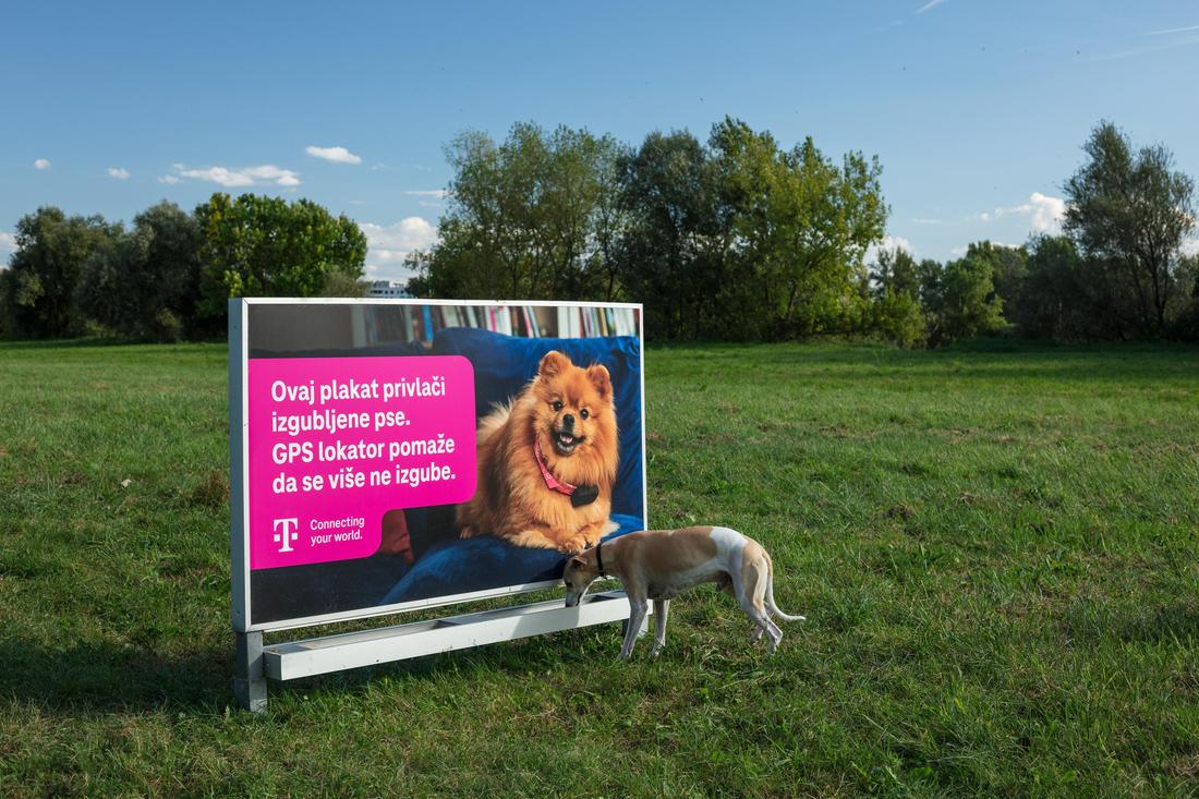 plakat-izgubljen-pas_04