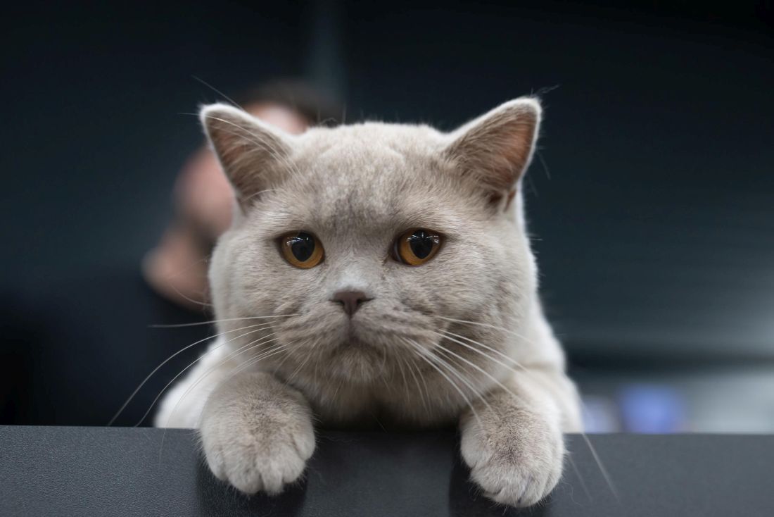 wcf izlozba macaka nagrade zagreb 2025 Felis Croatia