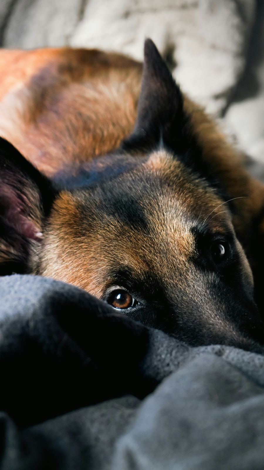 belgijski ovcari malinois pas kucni ljubimac cuvar posjeda i doma