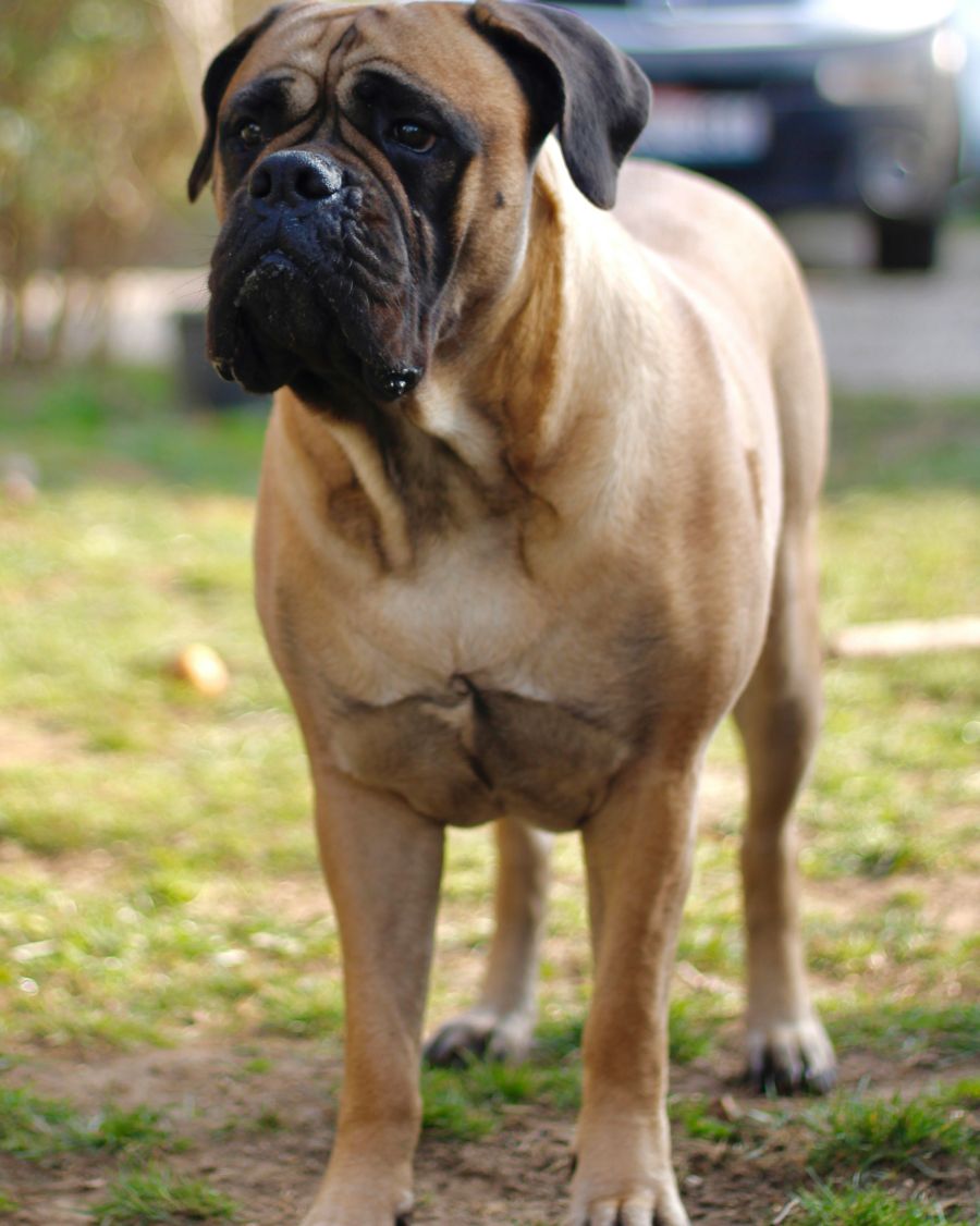 bullmastiff bulmastif pasmina