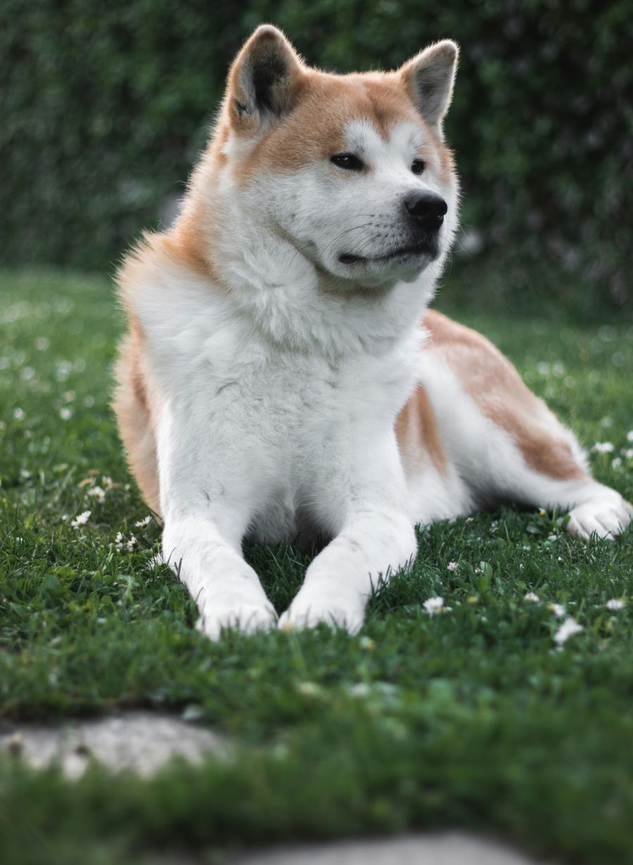 pas pasmina akita