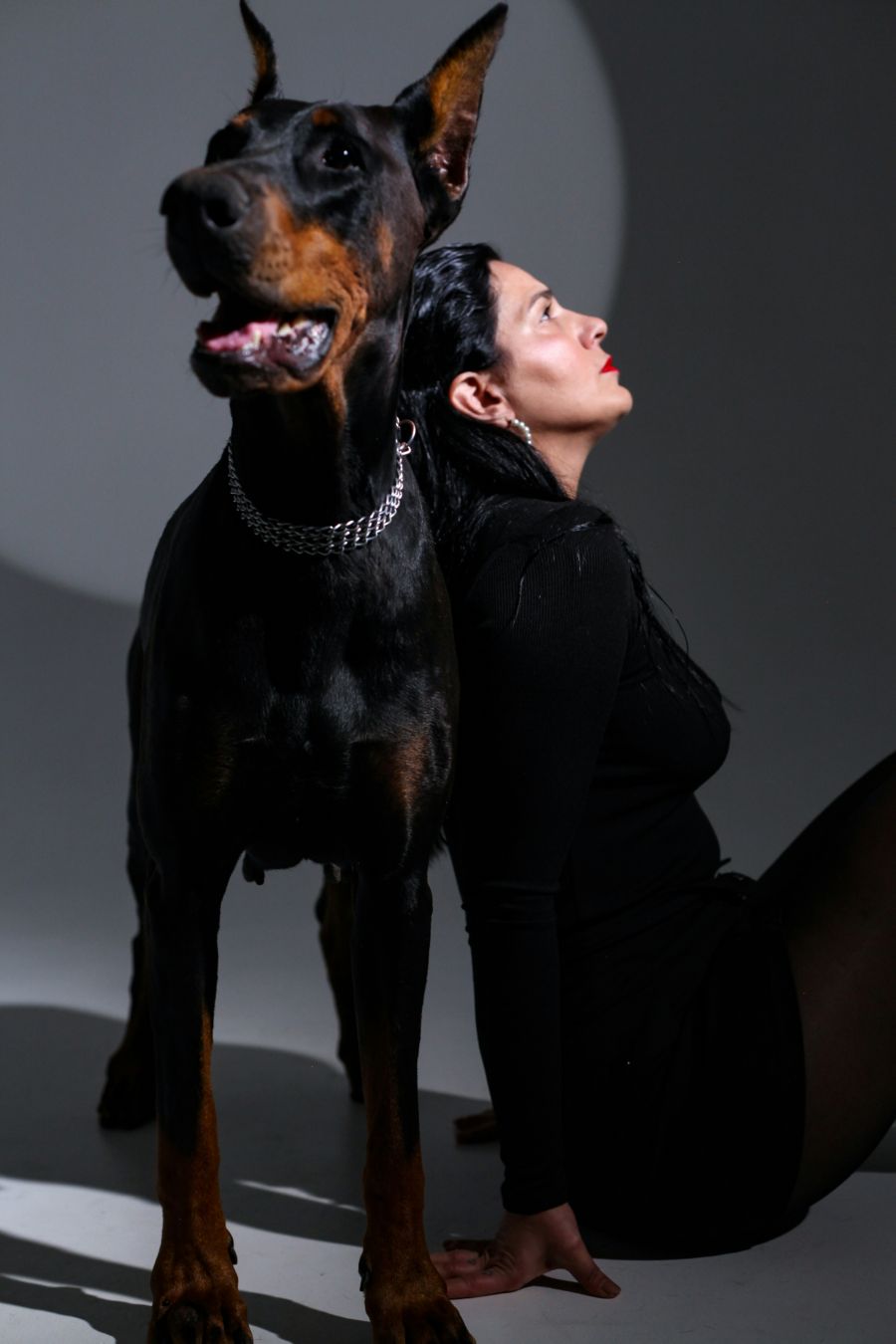pas pasmina pasa doberman kucni ljubimci