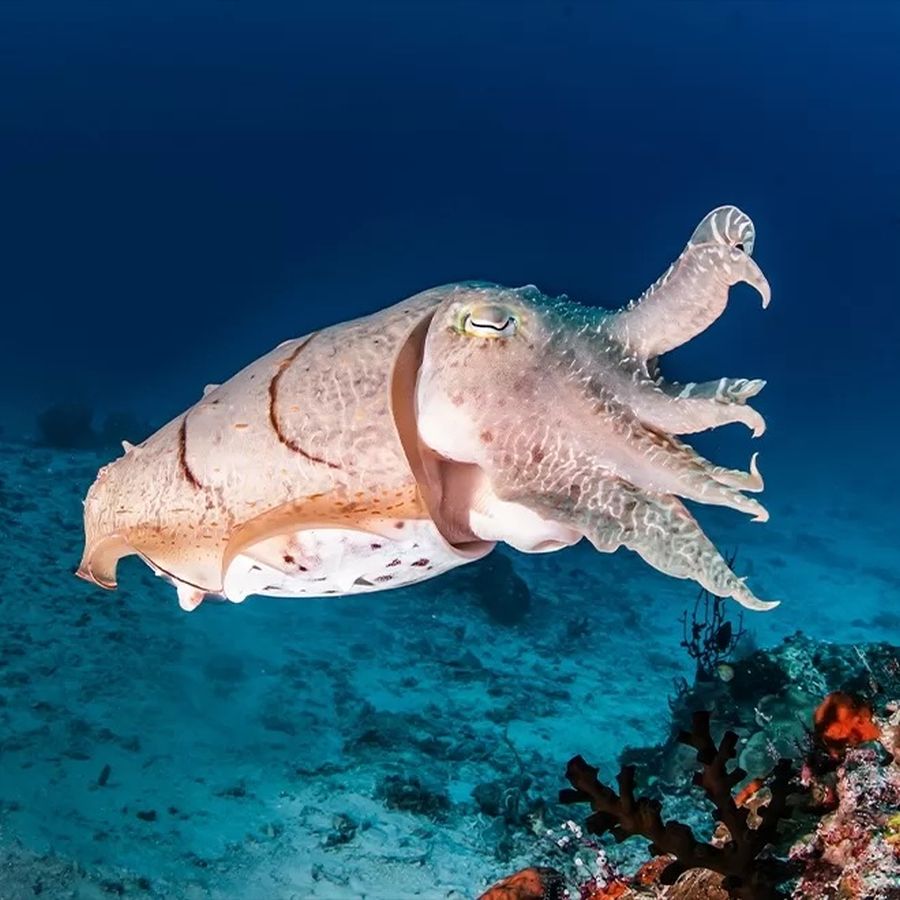 putovanja indonezija bioluminiscentna uvala