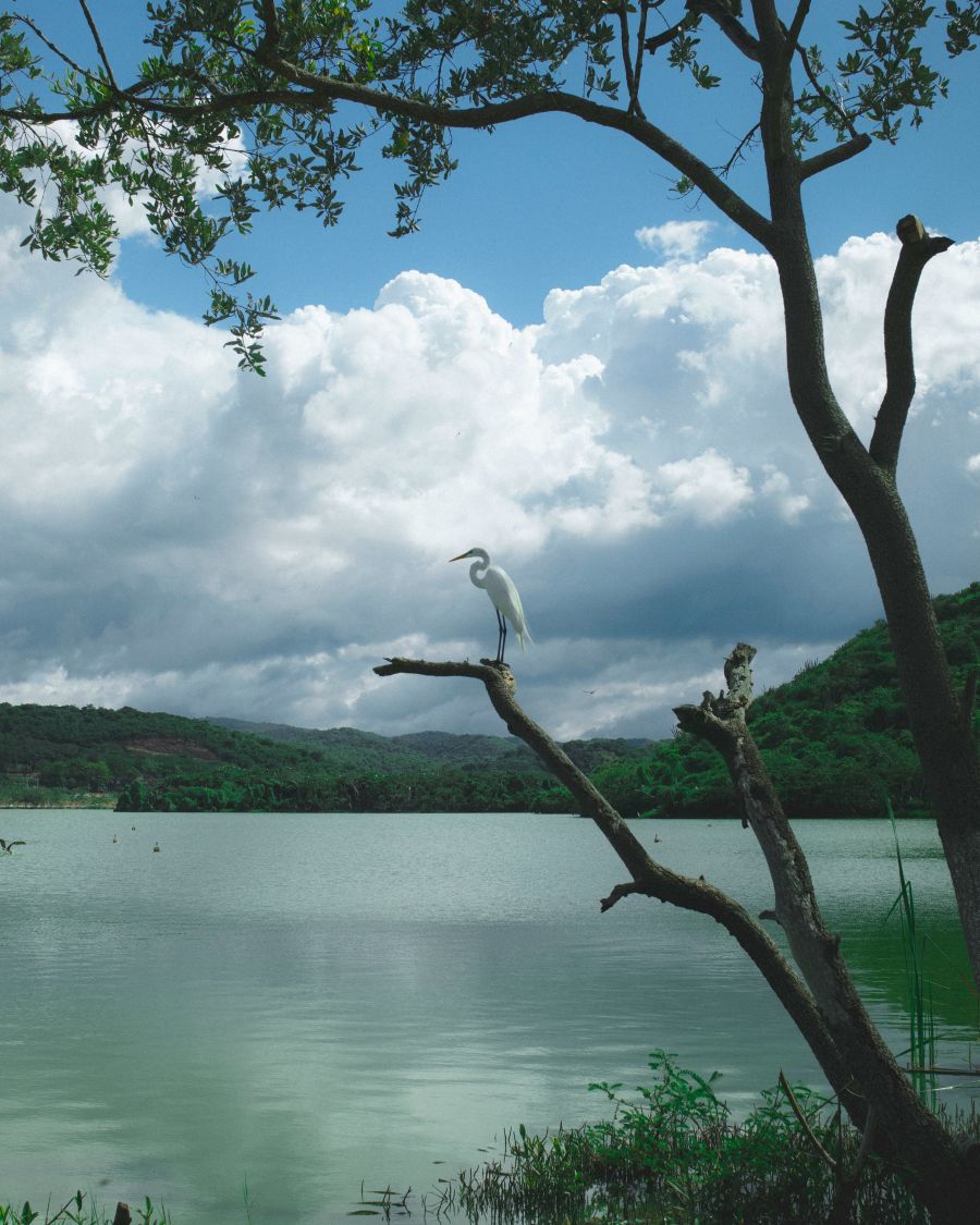 jezero Maracaiba vanezuela eko sustav  ptica