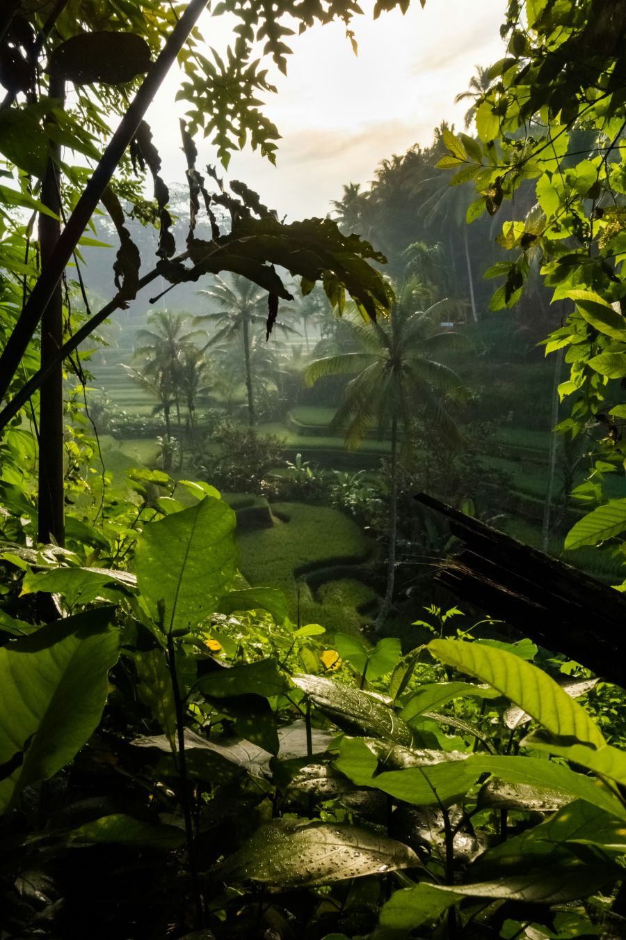 molucki otoci zacina indonezija klincici muskatni orascic