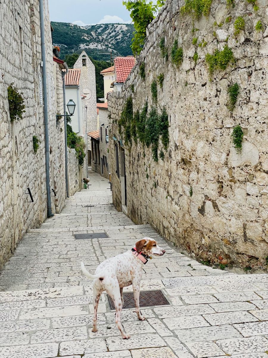 grad rab influenser pas louis