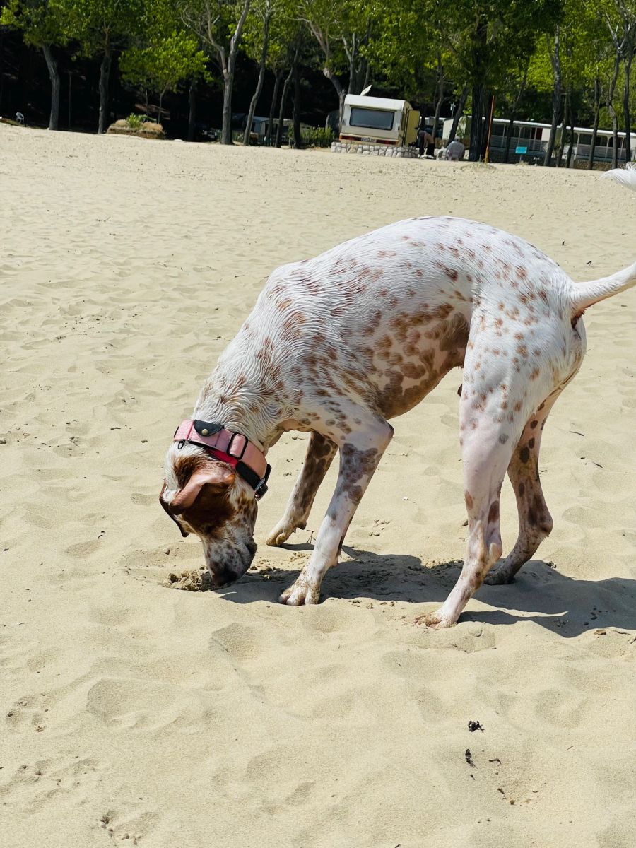 influencer dog pas louis instagramer otok rab pjescana plaza jadran