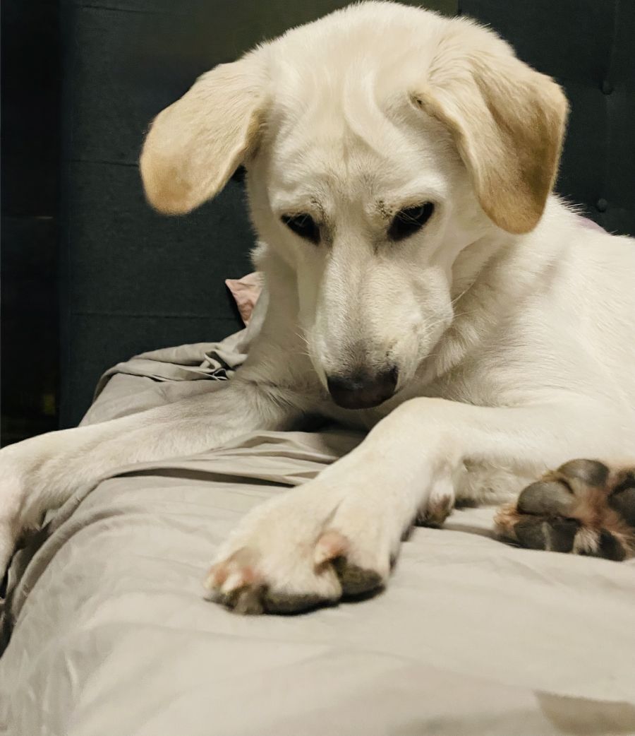 maremmano chloe pas influenserf