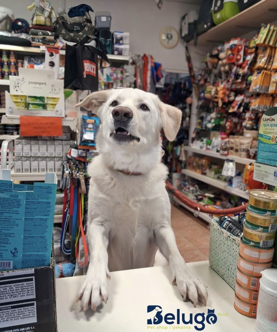 pas maremano chloe beluga zoo shop zagreb