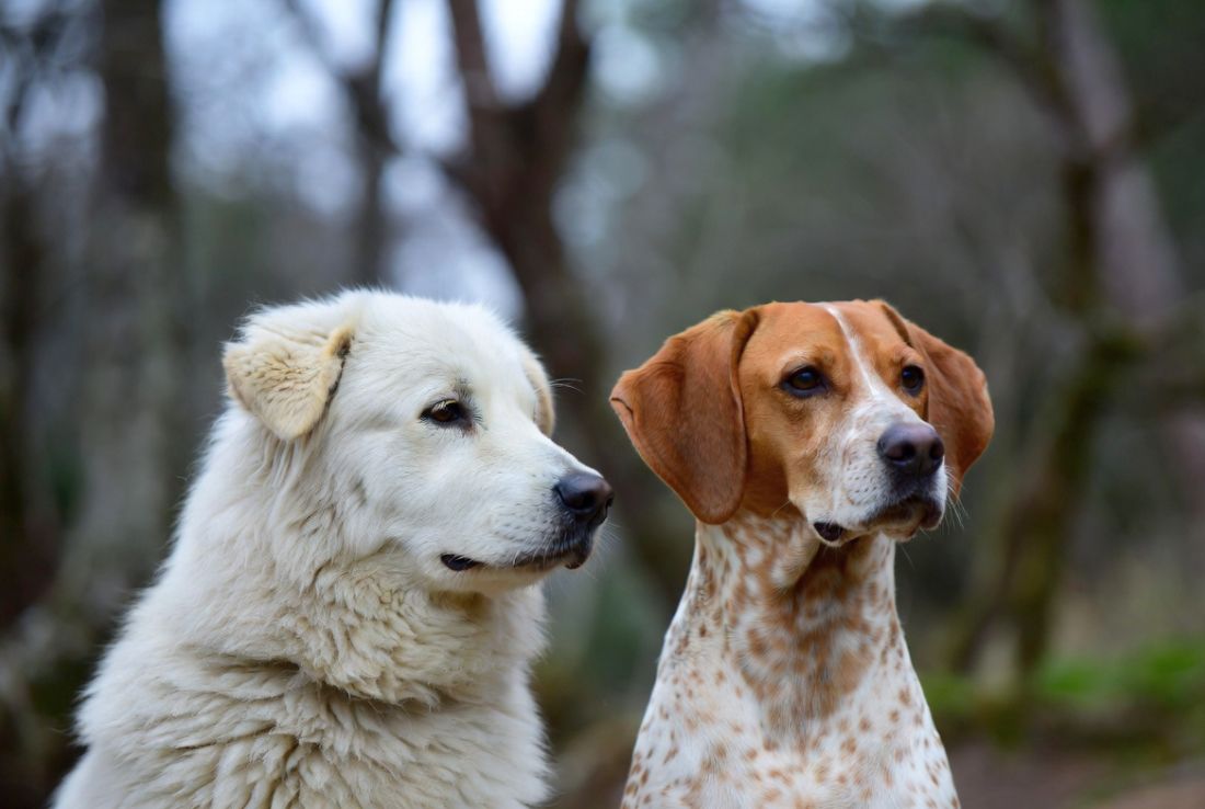 psi pasmine pticar maremmano louis chloe