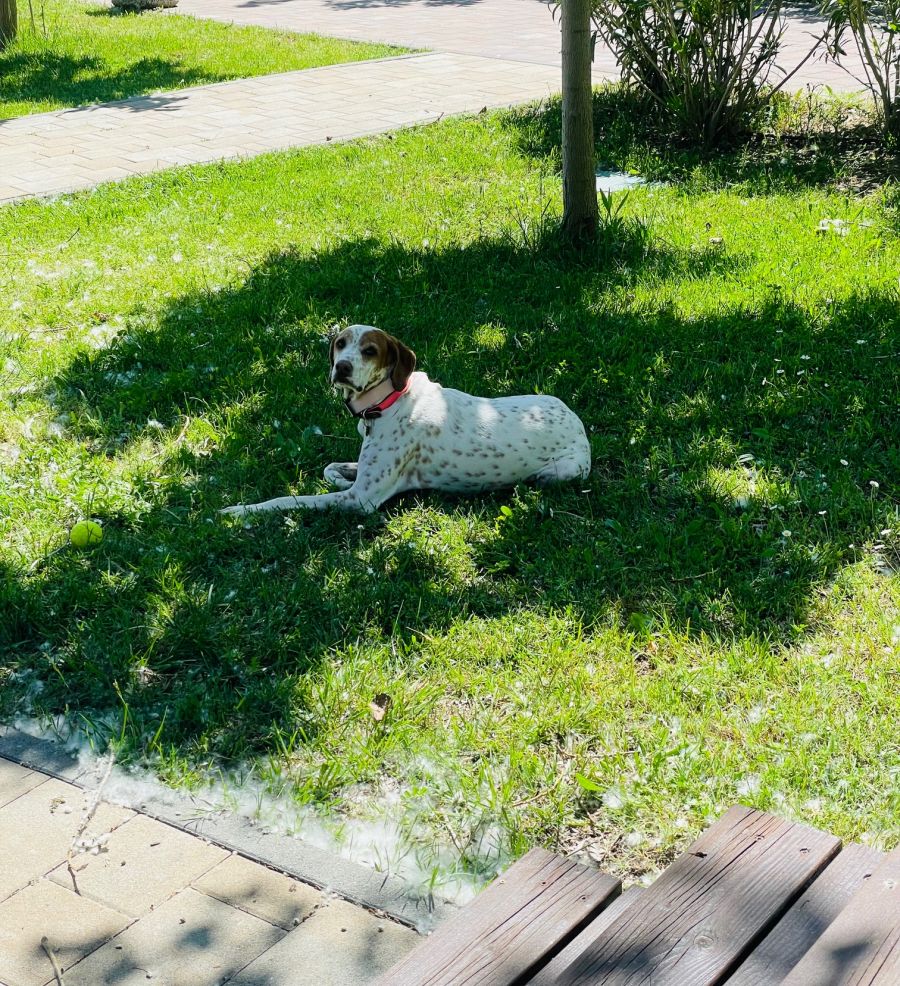 resort rab dog friendly san marini pas inflens pticar Louis