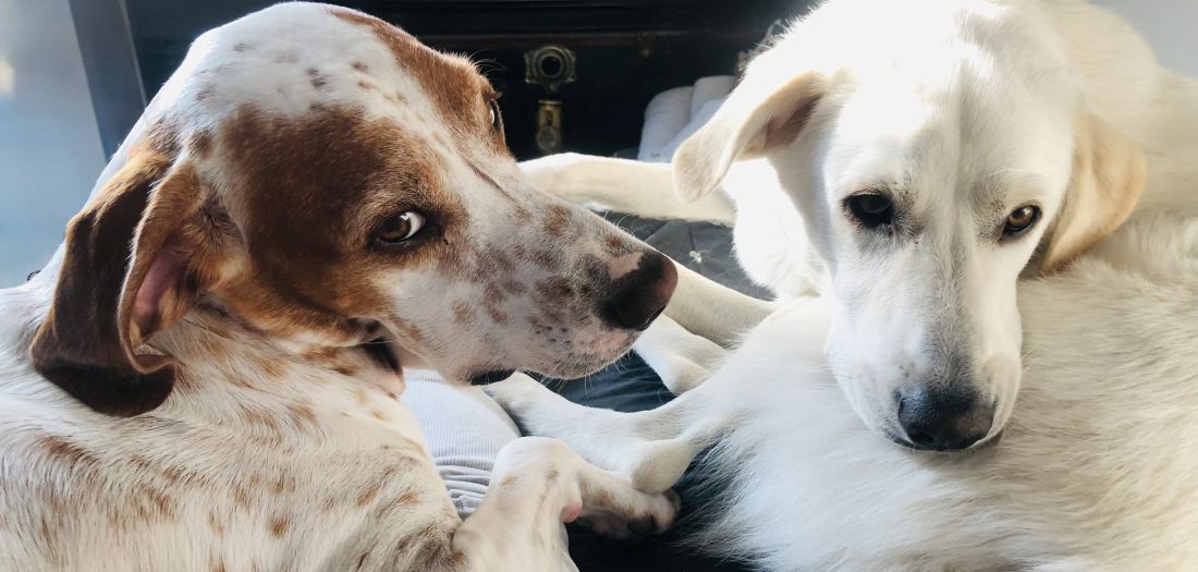 sto znaci kad pas drzi glavu drugog psa u ustima veterinar