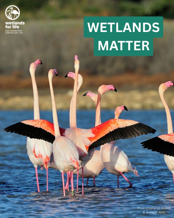 zoo-wetlands-matter