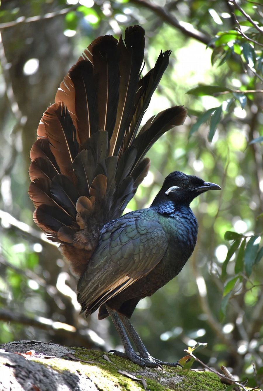 Lyrebird ptica oponasa zvukve djetea pile automobila