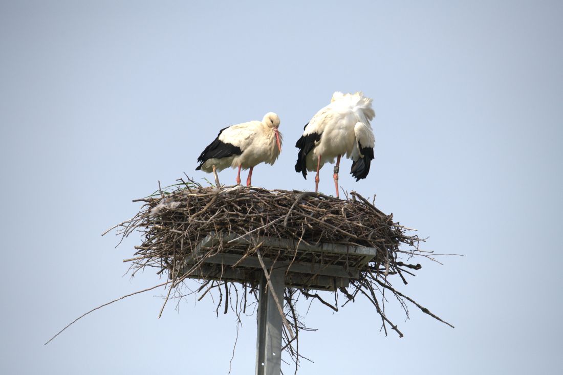 jakusevac zagreb povratak rode