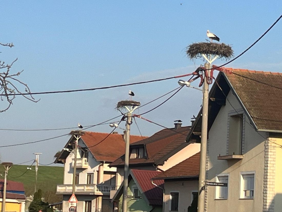 jakusevac zagreb ptice rode se vratile